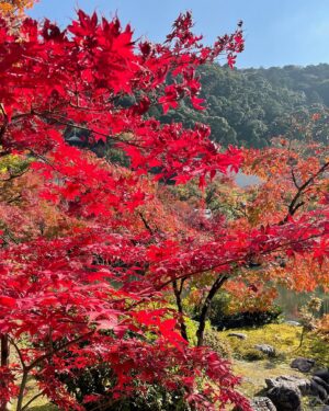 Masi Oka Instagram - 紅葉見に行こうよ〜　♪

#京都
#紅葉
#kyotofoliage