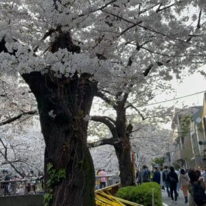 Masi Oka Instagram - Some sights and sounds.  Surprisingly it was crowded and there were a handful of tourists.
#目黒川
#サクラ