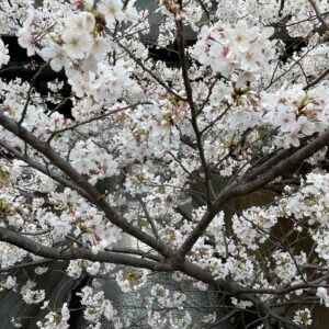 Masi Oka Instagram - Meguro river cherry blossoms.  今年は夜桜のライトアップが無いけど、やはり素晴らしい。