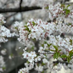 Masi Oka Instagram - Meguro river cherry blossoms.  今年は夜桜のライトアップが無いけど、やはり素晴らしい。