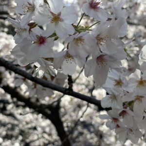 Masi Oka Instagram - My favorite time of year in Japan.

#cherryblossoms
#sakura
#サクラ