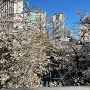 Masi Oka Instagram - My favorite time of year in Japan.

#cherryblossoms
#sakura
#サクラ