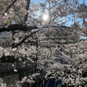 Masi Oka Instagram - My favorite time of year in Japan.

#cherryblossoms
#sakura
#サクラ
