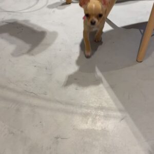 Matheus Crivella Instagram - Foi aniversário da minha princesa, podem dando os parabéns pra ela! 🤣😍🐶
#FionaFaz1Ano