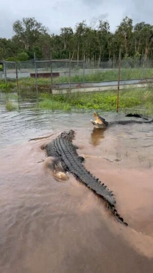 Matt Wright Instagram - Life gets interesting out @topendsafaricamp, make sure you get out there to check it out this season.
#crocs 
#wild