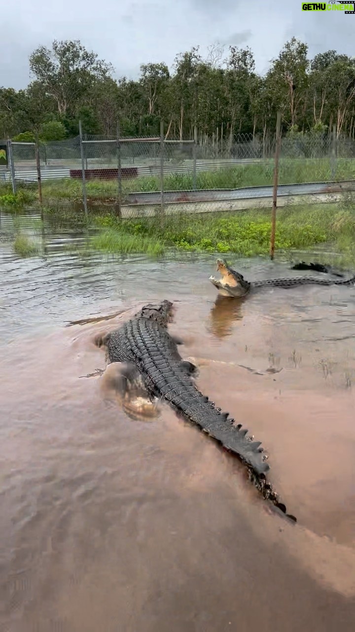 Matt Wright - 82.7K Likes - Life gets interesting out @topendsafaricamp, make sure you get out there to check it out this season.
#crocs
#wild