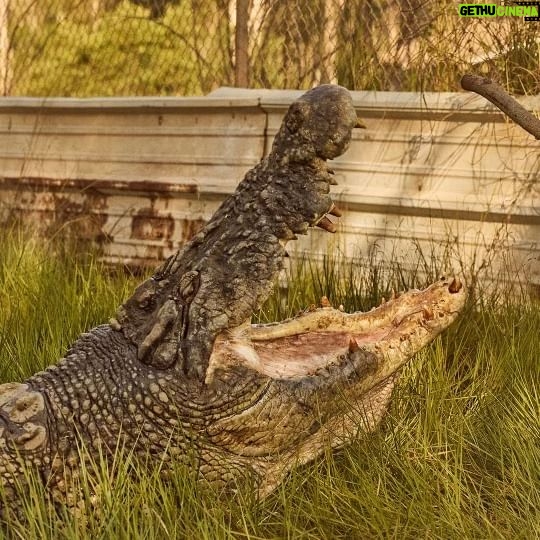 Matt Wright - 33.2K Likes - Thanks legends for all the support getting to 500,000❗️
Its been lots of fun sharing our life and adventures, let’s make the next half a mill a little quicker to get to, might help if I try posting a bit more 👍😆 #becrocwise #ntaustralia #seeaustralia