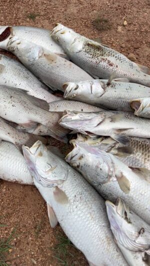 Matt Wright Instagram - It always blows me away to see the fish kill at this time of year in our tropical cycle up here in Darwin. Sadly, it’s a natural phenomenon that’s usually caused by local rain washing deoxygenated water off the floodplain’s into a billabong like the one here at @topendsafaricamp It gets better for the Barra once the rains get more intense and consistent over the wet season. Our crocs have fat bellies today 🐊 🐟