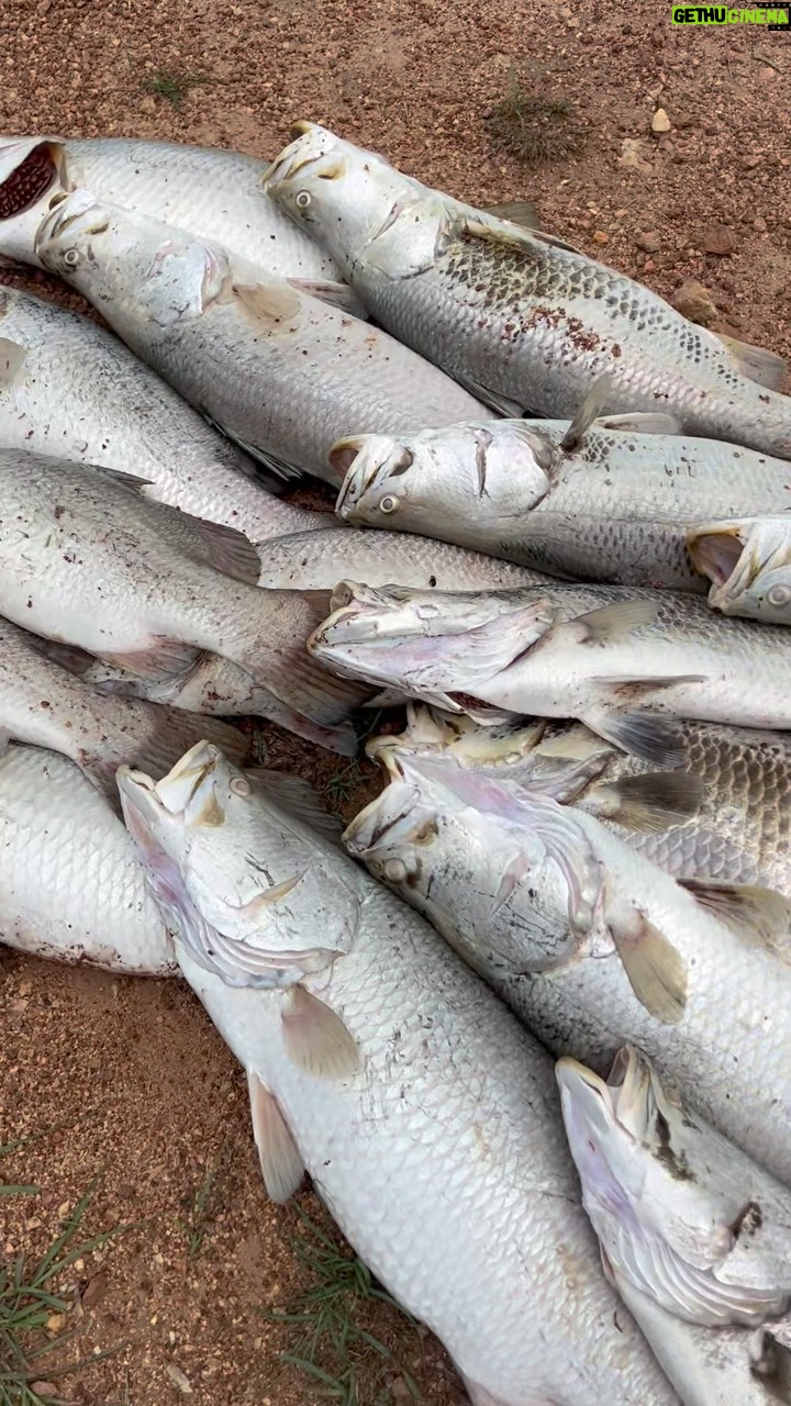Matt Wright - 24K Likes - It always blows me away to see the fish kill at this time of year in our tropical cycle up here in Darwin. Sadly, it’s a natural phenomenon that’s usually caused by local rain washing deoxygenated water off the floodplain’s into a billabong like the one here at @topendsafaricamp It gets better for the Barra once the rains get more intense and consistent over the wet season. Our crocs have fat bellies today 🐊 🐟