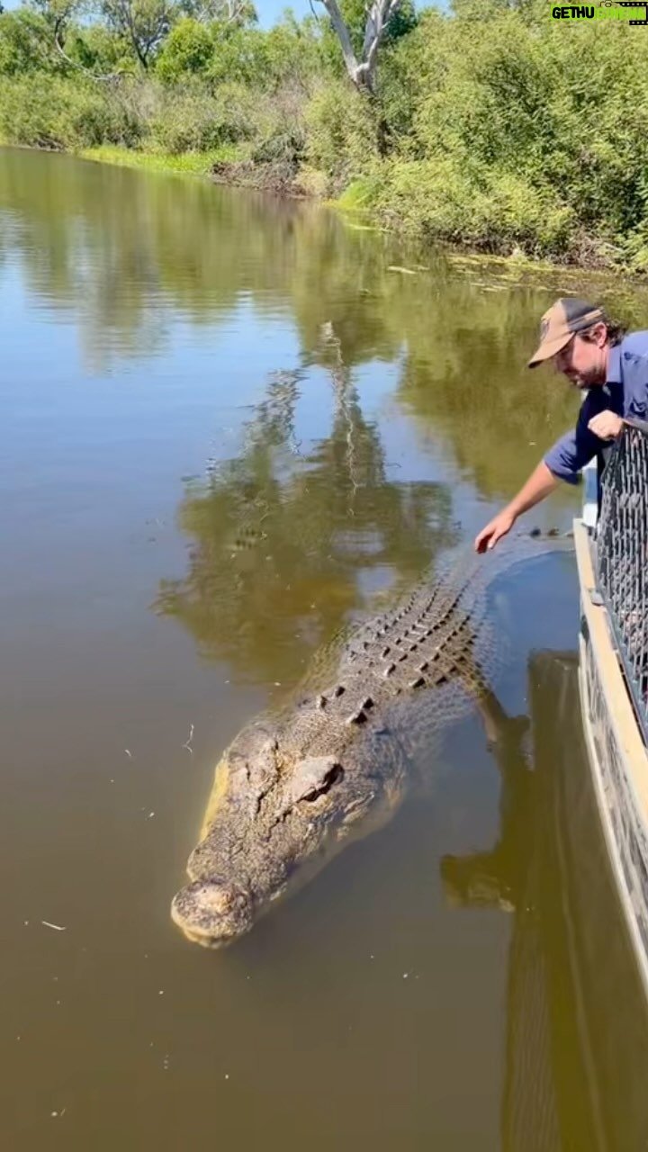 Matt Wright - 39.7K Likes - Found a new massive croc the other day @topendsafaricamp
How big ya think this monster might be?