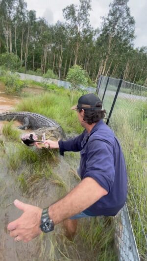 Matt Wright Instagram - Feeding time at @topendsafaricamp Daly is one of our biggest fellas, how big do you think he is?