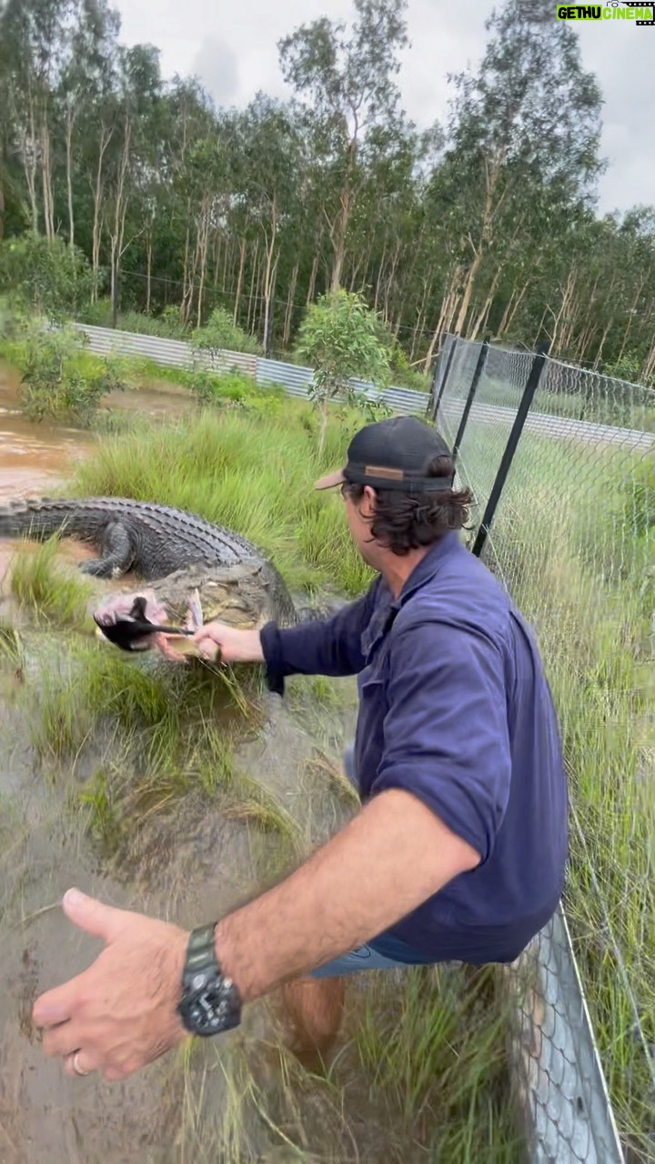 Matt Wright - 30.2K Likes - Feeding time at @topendsafaricamp Daly is one of our biggest fellas, how big do you think he is?