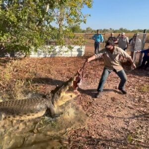 Matt Wright Instagram - Come see the rescue crocs @topendsafaricamp it your in the NT