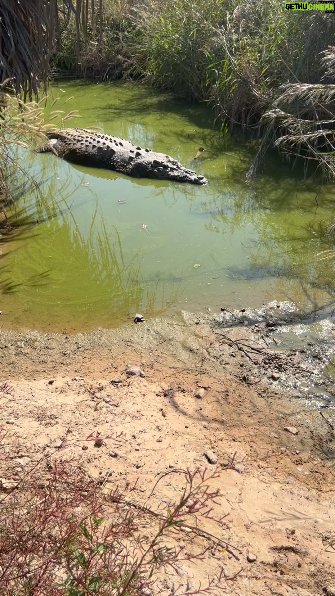 Matt Wright - 94.2K Likes - Tripods a hungry boy today
@topendsafaricamp @darwinadventureboats @freshwater_retreat
@tiwiislandretreat #crocs #wild