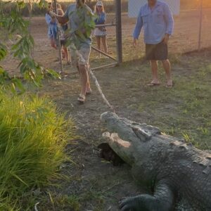 Matt Wright Instagram - Tarzan one of our massive crocs @topendsafaricamp enjoying an afternoon feed