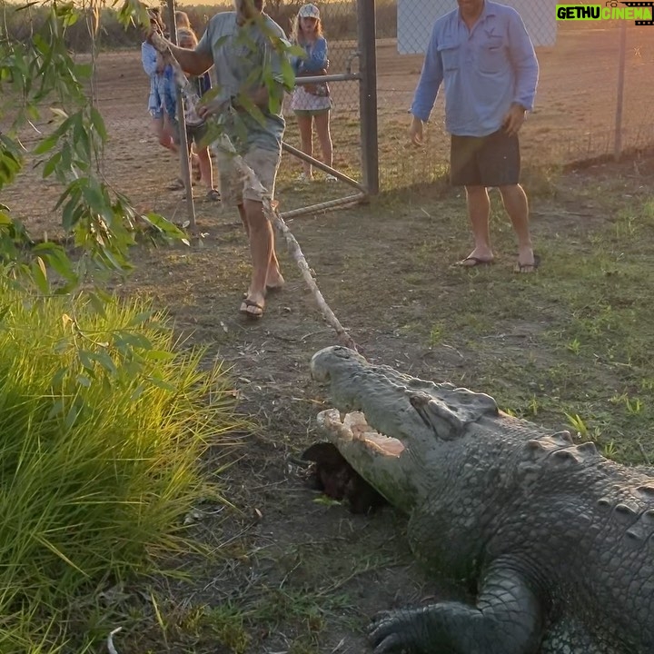 Matt Wright - 16.6K Likes - Tarzan one of our massive crocs @topendsafaricamp enjoying an afternoon feed