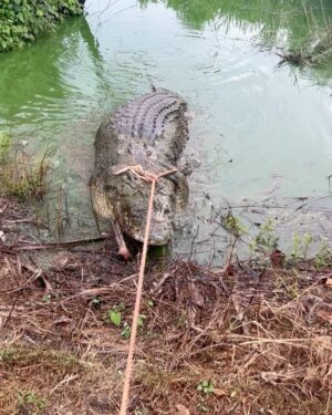 Matt Wright Instagram - Absolutely devastated to find our longest standing and much loved rescue crocodile Tripod dead on my way home from @topendsafaricamp yesterday. I have been working with this croc for over 20 years, and moved him to the camp a decade ago to look after, he was our original big rescue crocodile and became part of our family and the camp’s identity. Tripod was originally caught on the Daly River by Nick Robinson in the 80’s. The crocodile had tried to eat people when they challenged to cross the Daly River and needed to be relocated. He was first named “James Perry Tripod” after a young fella who swam the bait out across the croc infested waters to set the trap that caught this crocodile.
A very sad day, and confusing circumstances because even after conducting a post-mortem it’s still not clear what killed him. RIP Tripod, thank you for all the memories big fella.
