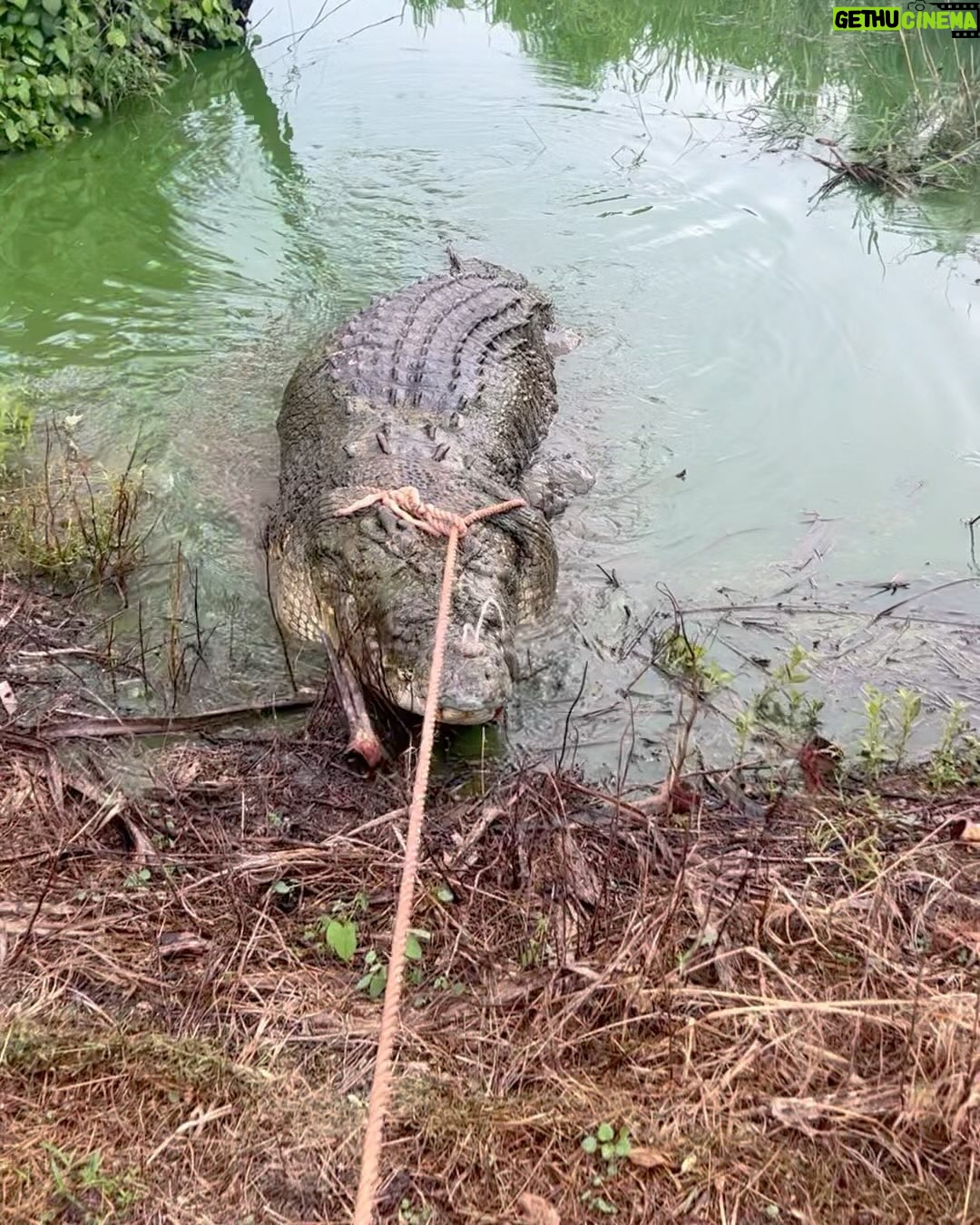 Matt Wright - 59K Likes - Absolutely devastated to find our longest standing and much loved rescue crocodile Tripod dead on my way home from @topendsafaricamp yesterday. I have been working with this croc for over 20 years, and moved him to the camp a decade ago to look after, he was our original big rescue crocodile and became part of our family and the camp’s identity. Tripod was originally caught on the Daly River by Nick Robinson in the 80’s. The crocodile had tried to eat people when they challenged to cross the Daly River and needed to be relocated. He was first named “James Perry Tripod” after a young fella who swam the bait out across the croc infested waters to set the trap that caught this crocodile.
A very sad day, and confusing circumstances because even after conducting a post-mortem it’s still not clear what killed him. RIP Tripod, thank you for all the memories big fella.