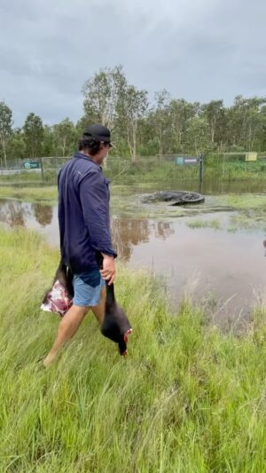 Matt Wright Instagram - And I thought getting a 17ft croc back in his pen was going to be easy @topendsafaricamp, Wrong !!!!