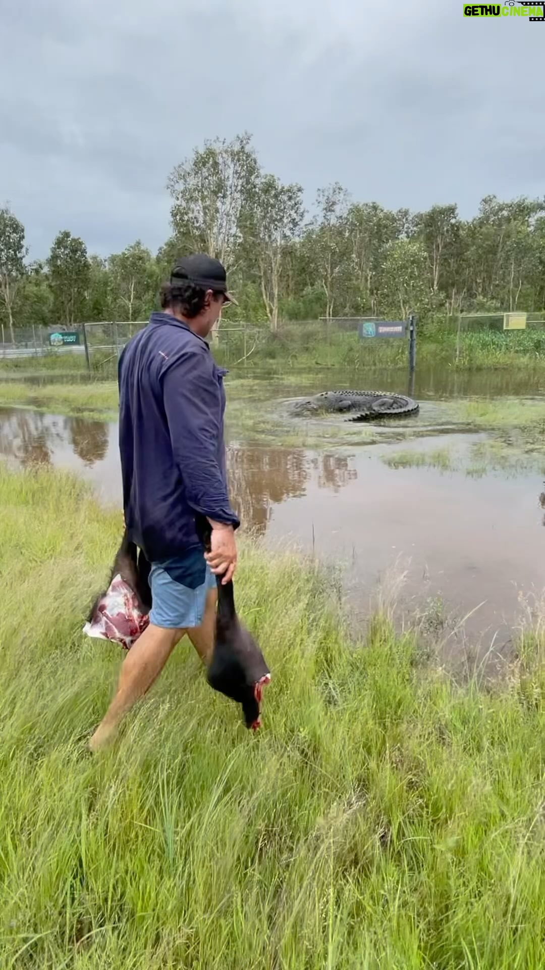 Matt Wright - 1.3 Million Likes - And I thought getting a 17ft croc back in his pen was going to be easy @topendsafaricamp, Wrong !!!!