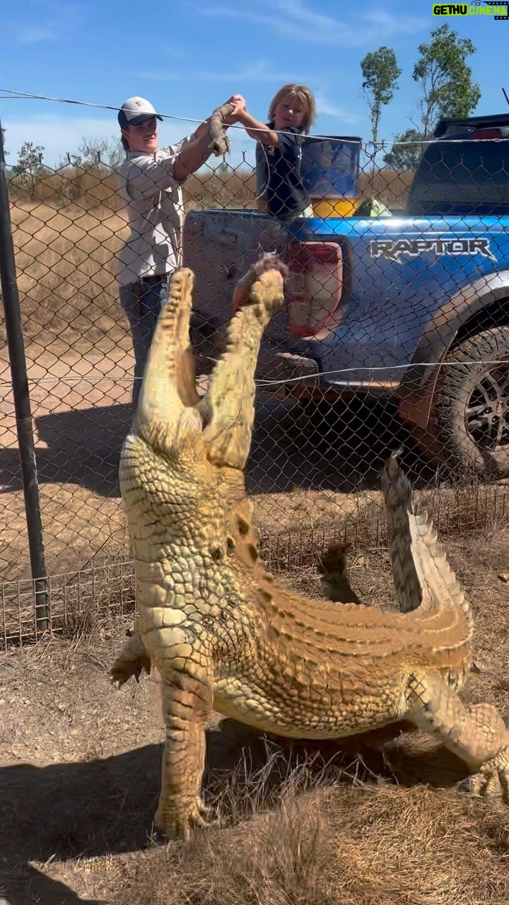 Matt Wright - 14.9K Likes - Banjo feeding his favourite croc @topendsafaricamp @kaiawright1