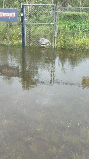 Matt Wright Instagram - False sense of security having a gate between you and 17ft croc,
What’s ya thoughts on getting Tarzan back in his pen @topendsafaricamp