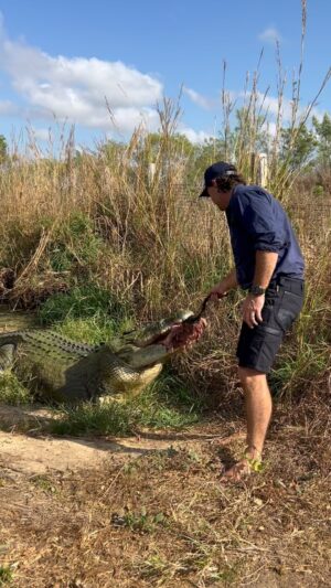 Matt Wright Instagram - Massive crocs for massive sales, go check out @topendsafaricamp for more details
