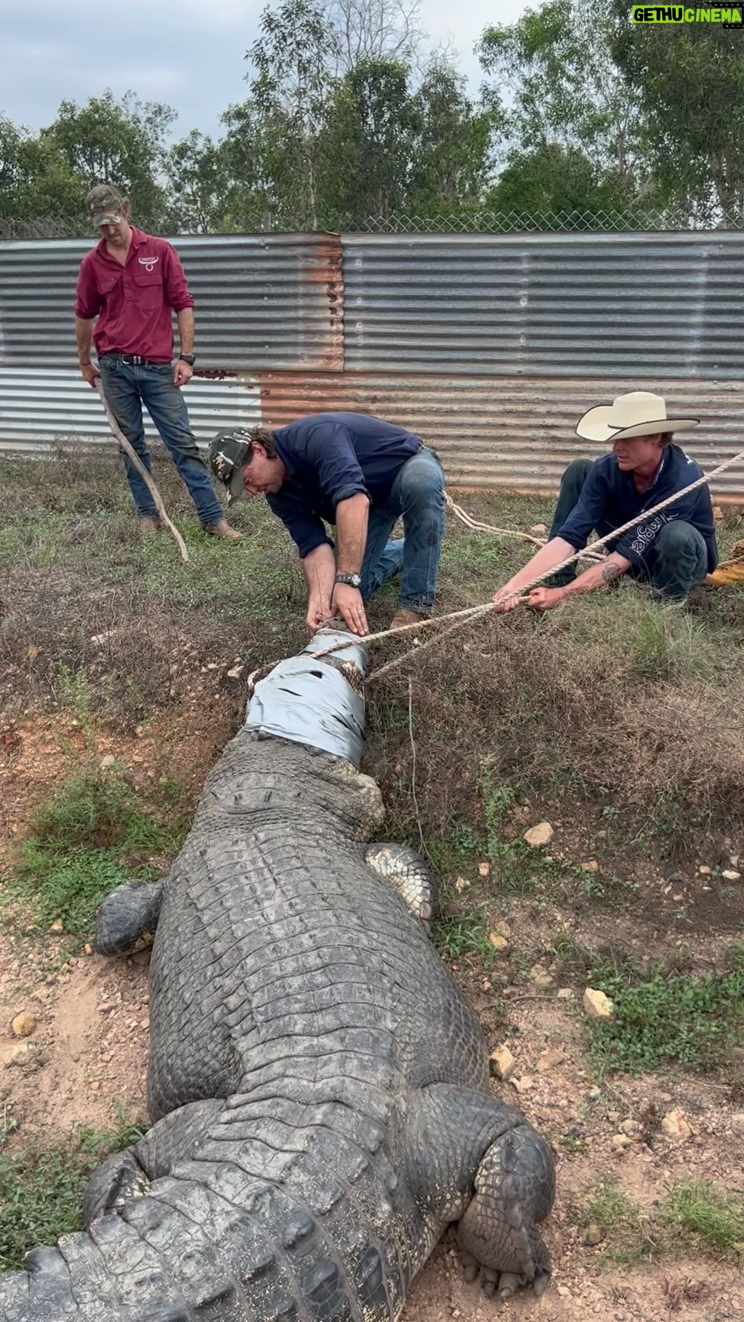 Matt Wright - 25.4K Likes - What a massive croc measuring a bit over 5m. The new addition @topendsafaricamp This fella was getting way too aggressive in the park he was living in, making it extra hard for the park handlers to collect the croc nests in that area, now we need to give him a name, any ideaa?