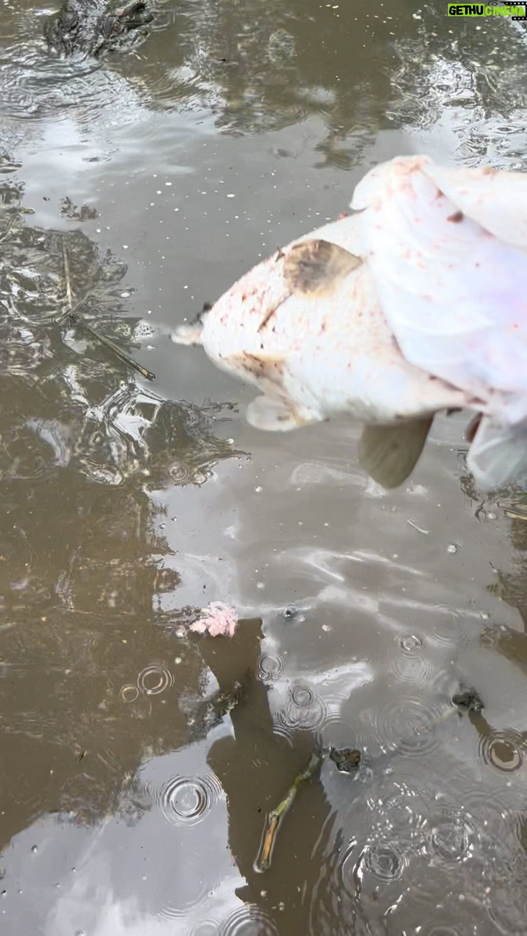 Matt Wright - 20.2K Likes - Left over Barra from the fish kill doesn’t go to waist.
Chopper was one of the biggest crocs in Australia until he chewed his own tail of making him 2ft shorter, you can see him @topendsafaricamp this year.