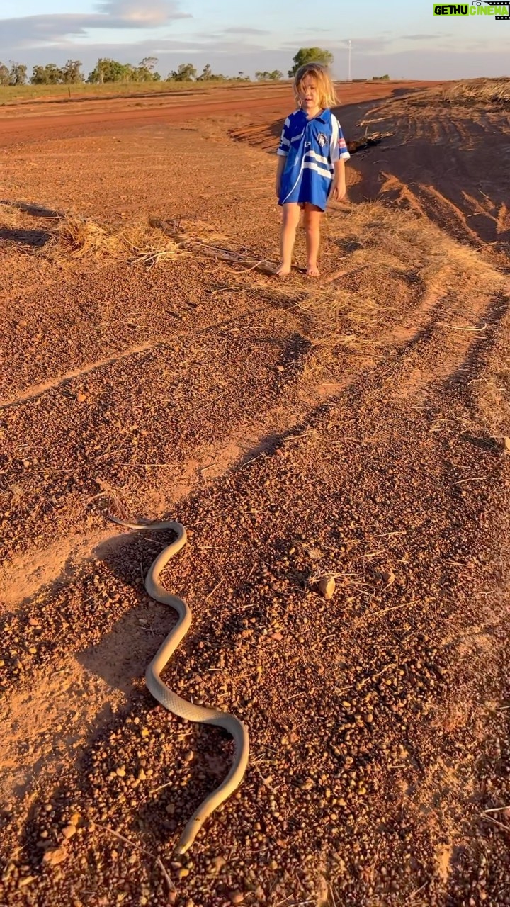 Matt Wright - 18.4K Likes - Australia is full of incredible animals. This is the Northern Brown Snake, it’s very beautiful and one of Australia’s deadliest but you can also see how placid in nature they are 🐍 We take every opportunity we get to educate the kids about nature and respecting it @kaiawright1