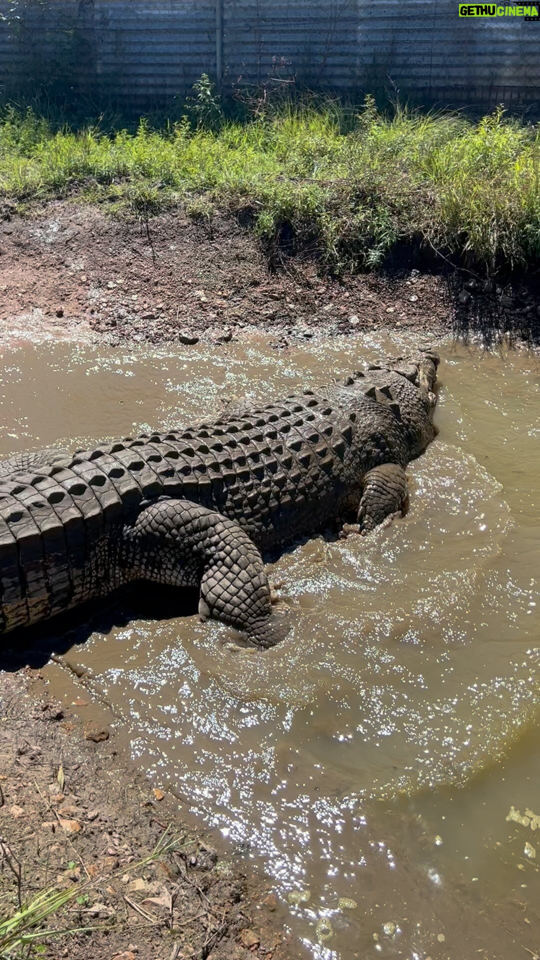 Matt Wright - 12.8K Likes - Visiting the NT come see Pirate, one of our big crocs @topendsafaricamp