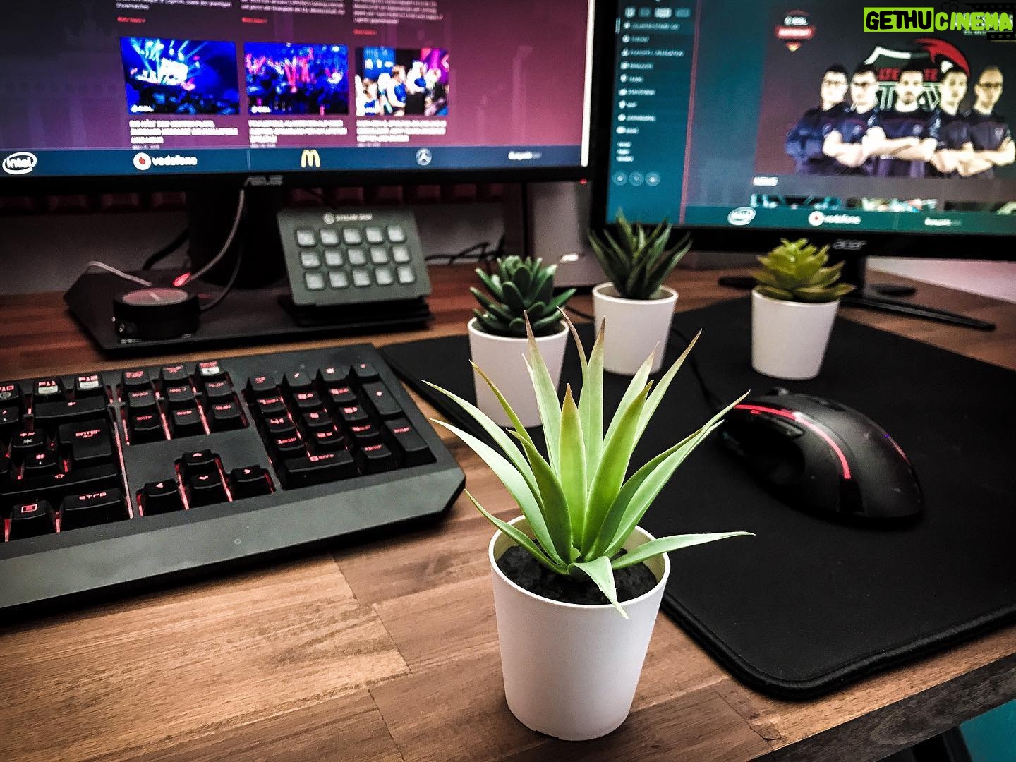 Max Krüger - 2.2K Likes - Der geile @asmoogl und ich moderieren auf der #gamescom2019 die #ESLMeisterschaft und natürlich ist auch unser geiler Pflanzenfreund dabei. Der braucht allerdings einen Namen. Stimmt gerne ab indem ihr unten eins meiner Kommentare liked!