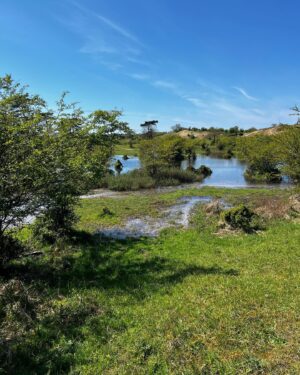 Maxim Hartman Instagram - Was gister dus anoniem in de Kennemer Duinen. Een kustnatuurgebied in Noord Holland. Geen grap. Echt Verbazingwekkend mooi. Foto 1 is nog wat agressief. Waarschijnlijk boswachter tegen burn out aan want het was nogal hoog water daar. Afijn 27 km gewandeld. Eenmaal op het strand aangelopen zag ik een kwal. Zie foto 7. Wanneer je nog veel meer kwallen wilt zien, moet je even naar het terras van strandtent Parnassius. Daar zitten er nog veel meer. En door. Foto 8 was enige echte minpuntje. Zie dat onsmakelijke schimmelschuim. Waarschijnlijk wat witte vloed uit de vagijnen van vrouwen in den overgang. Gelukkig maakten de wilde paardjes het weer goed. Jammer dat dat ene puberhengstje weer zo nadrukkelijk met zijn uit de kluiten gewassen paardenpikkie moest lopen pronken.  Natuurlijk is er een hoop mis in de wereld en met veel mensen ook. Maar gelukkig zijn er ook nog veel mooie fijne dingen te zien en te vinden. Dus focus je ook daar eens op. 💪🏻🔥💓