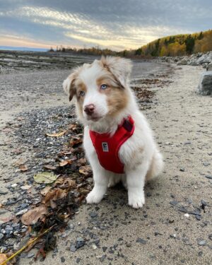 Maxim Martin Instagram - Cette petite face a 4 ans aujourd’hui…
De toutes les choses que j’ai fait pour changer et améliorer ma vie, je n’aurais jamais pensé que cet être vivant pourrait m’apporter autant.

De la voir être dans le moment présent à chaque instant de sa vie, me rappelle de l’être.
Son bonheur simple me rappelle que le miens n’est jamais loin non plus.

Merci @anakimassistance de m’avoir aider à l’entraîner et réussir son examen de Chien d’assistance. 
Pour eux qui ne le savent pas, lorsque j’ai été diagnostiqué TDAH à la surprise de fucking personne, j’ai voulu un approche plus naturel plutôt que de prendre des médicaments… c’était mon choix à moi.

On me demande souvent si ça fonctionne…
Juste commencer ma journée en marchant avec elle me pose, de l’avoir à mes côtés me calme et de ramasser sa marde me garde humble hahaha 😉
Et maintenant qu’elle me suit sur scène, c’est au Québec complet qu’elle fait du bien

Belle Aura, Bébé Chien, on dit souvent que c’est le chien qui choisit son maître… tu m’en vois grandement choyé 
🐶♥️