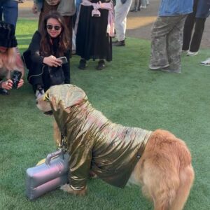Melissa King Instagram - I lost count of how many @outsidelands I’ve been to. I think my first was 2009 where I saved up my money only to end up with a fake GA ticket (back when it was a piece of paper and not a fancy wristband folks 👵🏽). The door people felt bad for me and let me in anyways. Fast forward, I’ve performed a few years in a row on stage with bands, cooked in the VIP tents for artists, and now am back passing out bites in the Chase Sapphire lounge. This festival has so many memories tied to it over the years from the food to freezing in the foggy magical forest, and will always hold a special place in my SF heart. Also, I can’t with this golden retriever! 😍

Outsidelands ‘24: A big thank you to @chasesapphire and the team for bringing me to OSL and everyone that came by to say hi and eat some ginger scallion lobster rolls! 😘