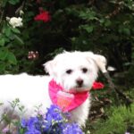 Melody Thomas Scott