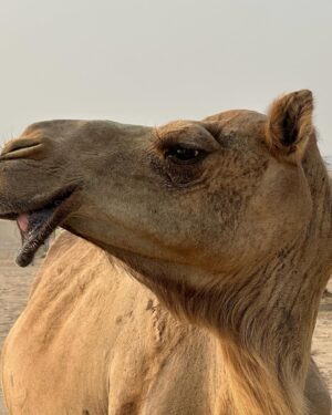 Melyssa Pinto Instagram - Publi. Nuestro último día en Abu Dhabi no ha podido ser mejor. Una de las mejores experiencias que hemos vivido en estos días sin duda. Volando el desierto en jeep, viendo uno de los atardeceres más bonitos que he visto en mi vida y disfrutando de espectáculos locales con una cena deliciosa en el campamento de @desertrosetourism Gracias por tanto, volveremos 🤍 @visitabudhabi #InAbuDhabi