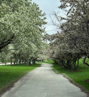 Meredith Stepien Instagram - Spring is my favorite time of year to read some Regency Romances!! I just looked and I’ve read 8 Regency set novels since March!! 😬📖 I can’t help myself!! I love immersing myself in 1800’s England on the train and then experiencing my beautiful Spring walk from the train to work. It’s so gorgeous right now and perfect!!! If anyone wants to hear all my thoughts on every novel I’ve read recently, I do big time deep dives on my YouTube channel. I love books!!! And Spring!!📚🌷🪻