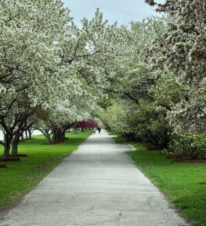 Meredith Stepien Instagram - Spring is my favorite time of year to read some Regency Romances!! I just looked and I’ve read 8 Regency set novels since March!! 😬📖 I can’t help myself!! I love immersing myself in 1800’s England on the train and then experiencing my beautiful Spring walk from the train to work. It’s so gorgeous right now and perfect!!! If anyone wants to hear all my thoughts on every novel I’ve read recently, I do big time deep dives on my YouTube channel. I love books!!! And Spring!!📚🌷🪻