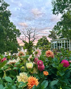 Micael Bindefeld Instagram - Dahlias in Sunset!!
-
-
Pls swipe for more 🌸🌺🌸
-
-
Another magic August sunset in our garden!
Just wish this would last another month!!
-
-
#longersummerplease #längresommartack #magicsunset #gardensunset #minträdgårdidag #minträdgård #minträdgårdärenfest #dahlias #dahlior #dahliaseason #dahliasofinstagram #aspvik