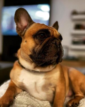 Michael Chiklis Instagram - My grand-dog George. AKA my blood-pressure medicine. This guy just makes everything better. #mansbestfriend