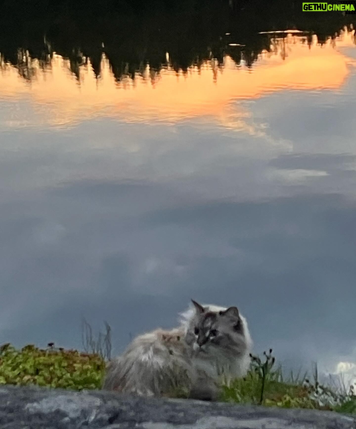 Michael Monroe - 5K Likes - 📸 @richloyalty 🐈⬛❤️ Good morning 🌿☘️ Lumi ❤️
Happy International Cat Day❣️😻❤️🌟