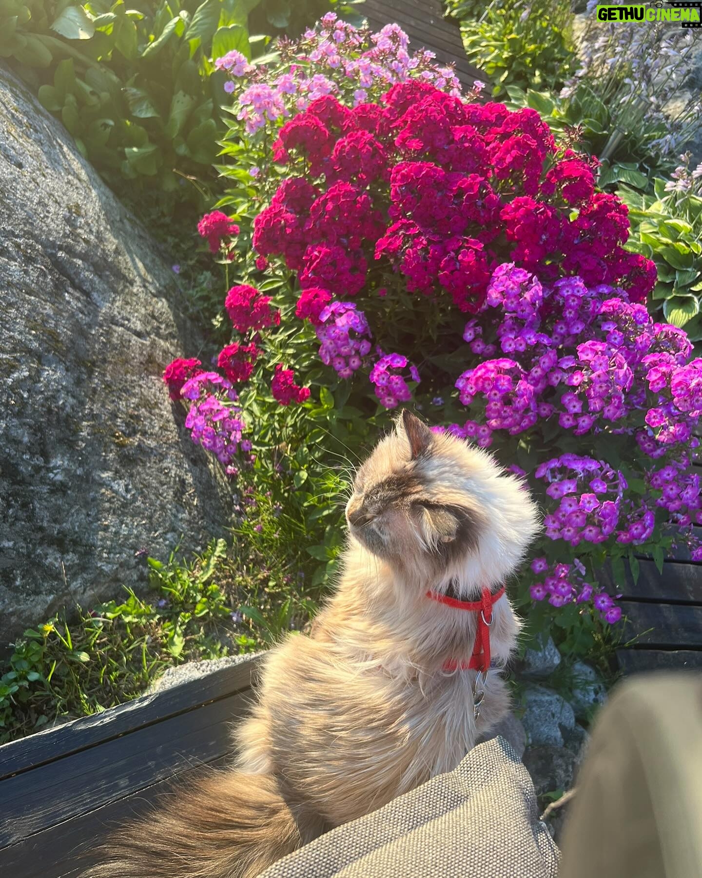 Michael Monroe - 6.7K Likes - Today is Lumi 10th birthday.
Happy birthday dear Lumi😻😻😻😻❤️❤️❤️❤️
@nupu_ja_lumi ❤️❤️❤️❤️
