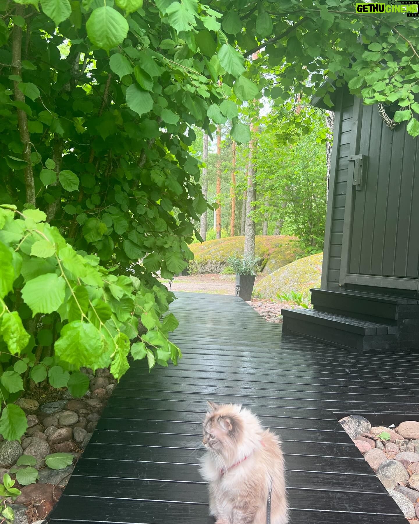 Michael Monroe - 5K Likes - Happy midsummer 💚🍃☘️☀️
Rauhallista Juhannusta 🍓🍃☘️💚