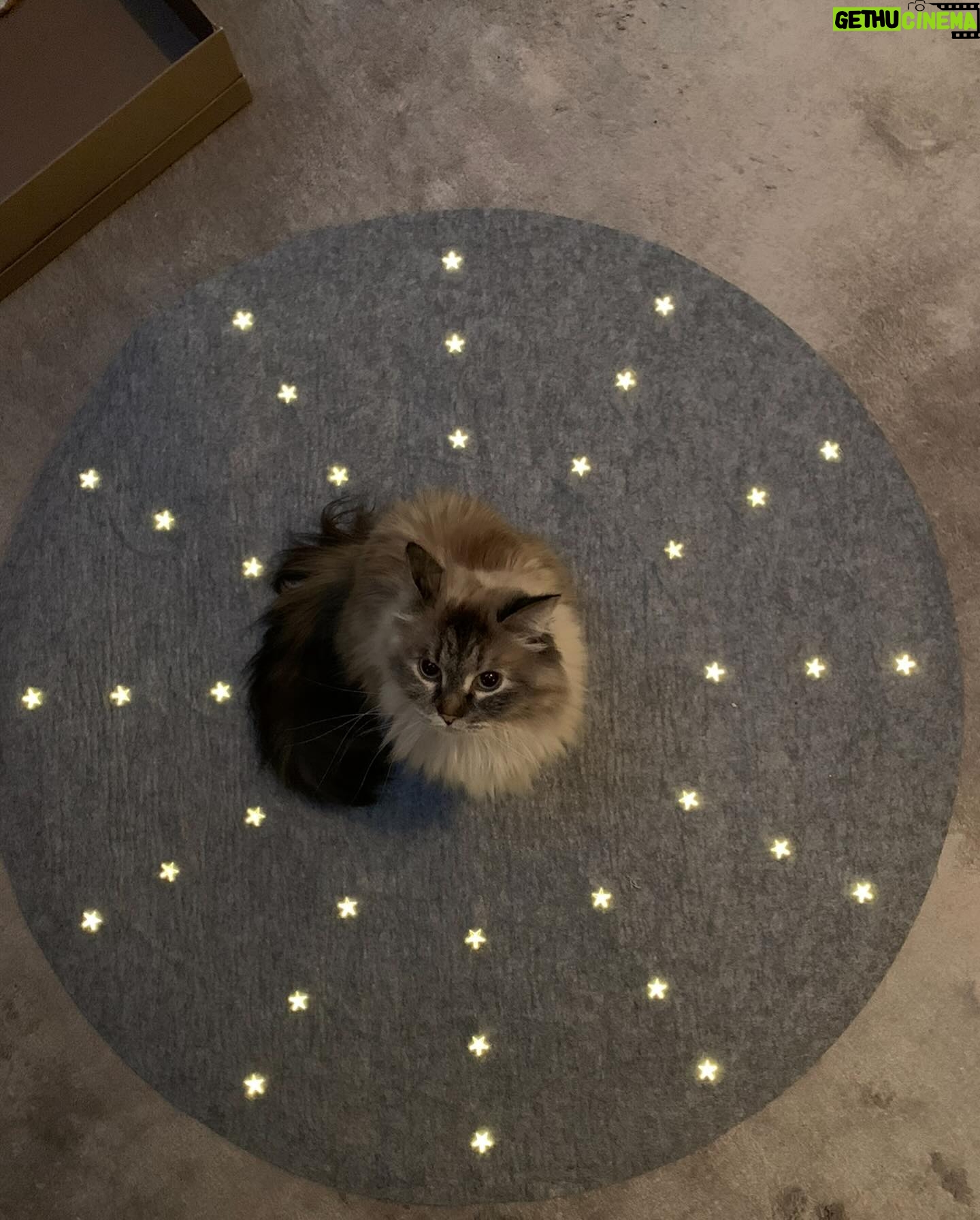 Michael Monroe - 6.7K Likes - Today is Lumi 10th birthday.
Happy birthday dear Lumi😻😻😻😻❤️❤️❤️❤️
@nupu_ja_lumi ❤️❤️❤️❤️