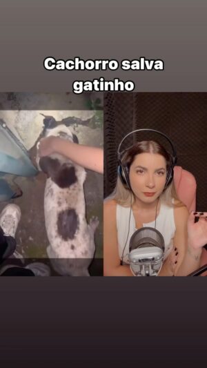 Michelle Giudice Instagram - Você que tá chorando 🥹 #pet #animal #heroi #historiasinspiradoras #cachorro #gato #inspiração