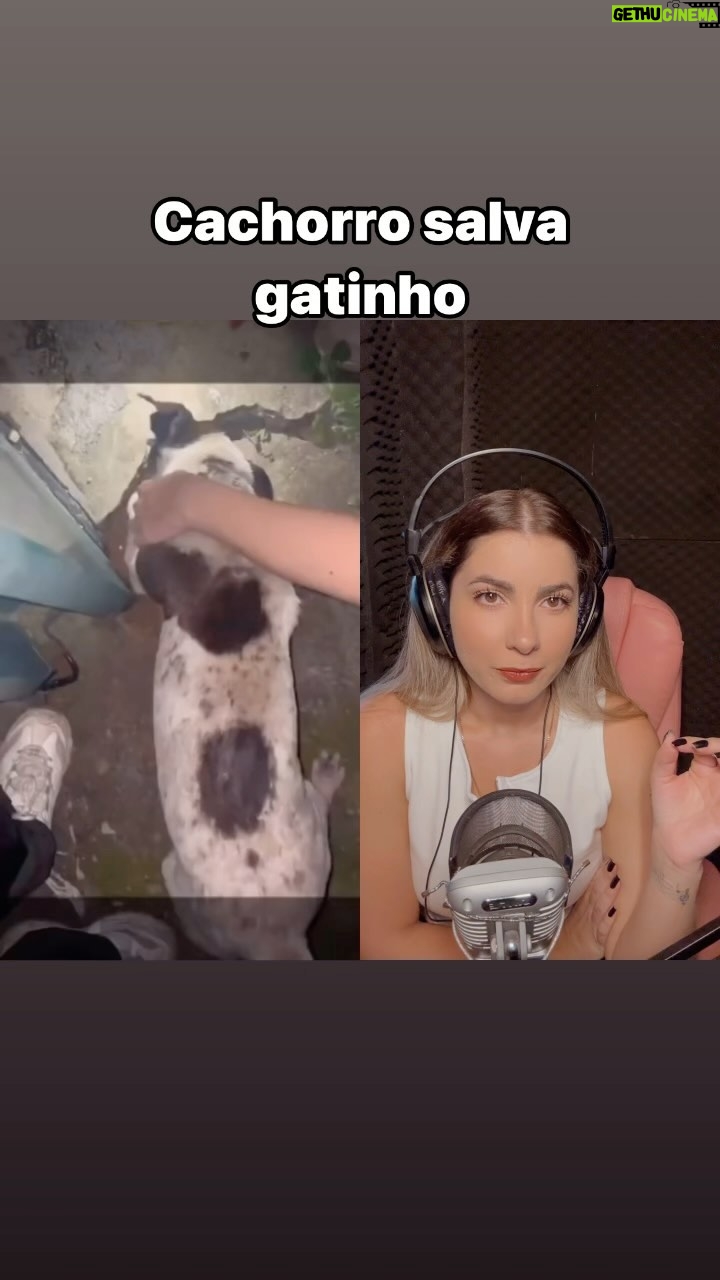 Michelle Giudice - 8K Likes - Você que tá chorando 🥹 #pet #animal #heroi #historiasinspiradoras #cachorro #gato #inspiração
