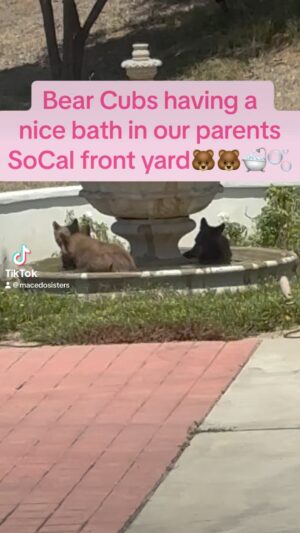 Michelle Macedo Instagram - ☀️Lazy Summer Days with this family of bears playing around🐻 Don’t ever try to approach them! The mom is not ever far! 🐻🛁🫧 #cabrownbear #bear #bearinmybackyard #bearinmyyard #monroviaca #bradburycabear #bradburybear #bearcubs #babybears #babybear🐻 #socal #socalbearsighting #socalbear