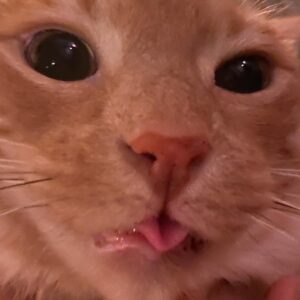 Miles Robbins Instagram - Get a cat