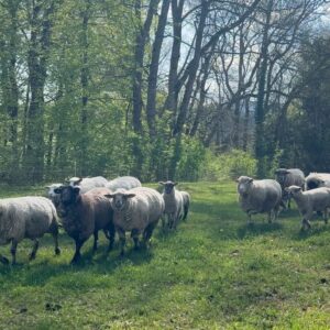 Miss Fame Instagram - Shrinking the depression monster one dandy lion at a time 🌻 #MissFame #countryside #Spring #TheWienas #Switzerland.